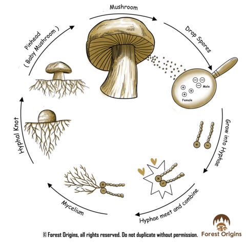 The Mushroom Life Cycle – Forest Origins