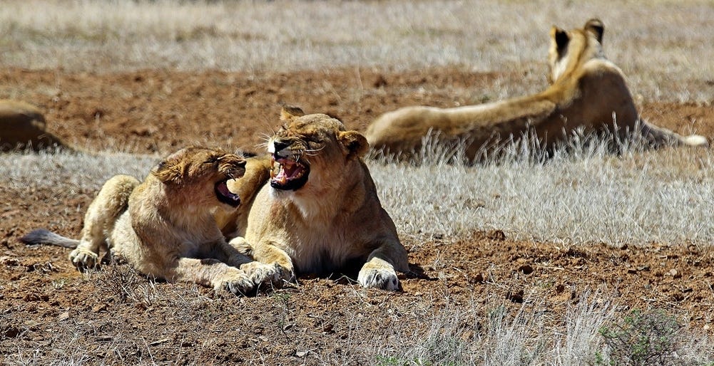 Lioness and large cub