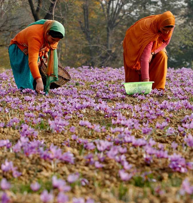 The saffron farms of Kashmir - DAWN.COM