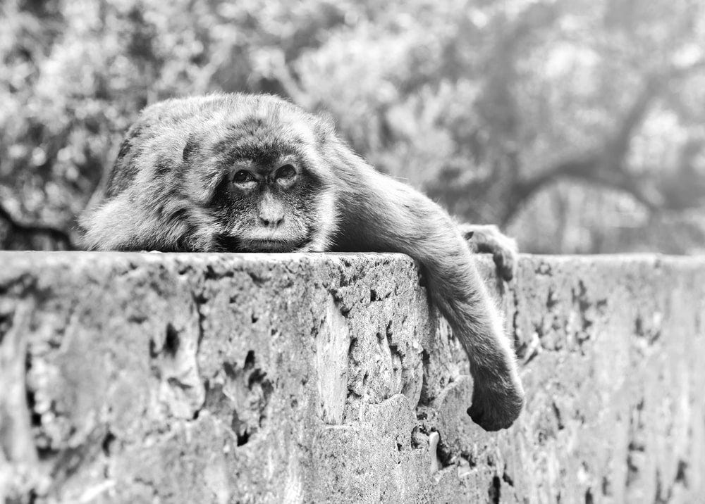 monkey on tree trunk in grayscale photography