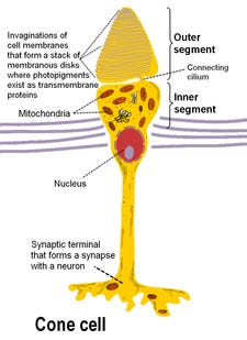 Photoreceptor cell - Wikipedia
