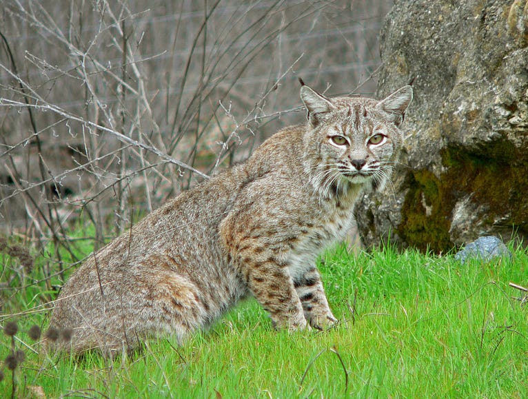 A bobcat in grass looks at the camera