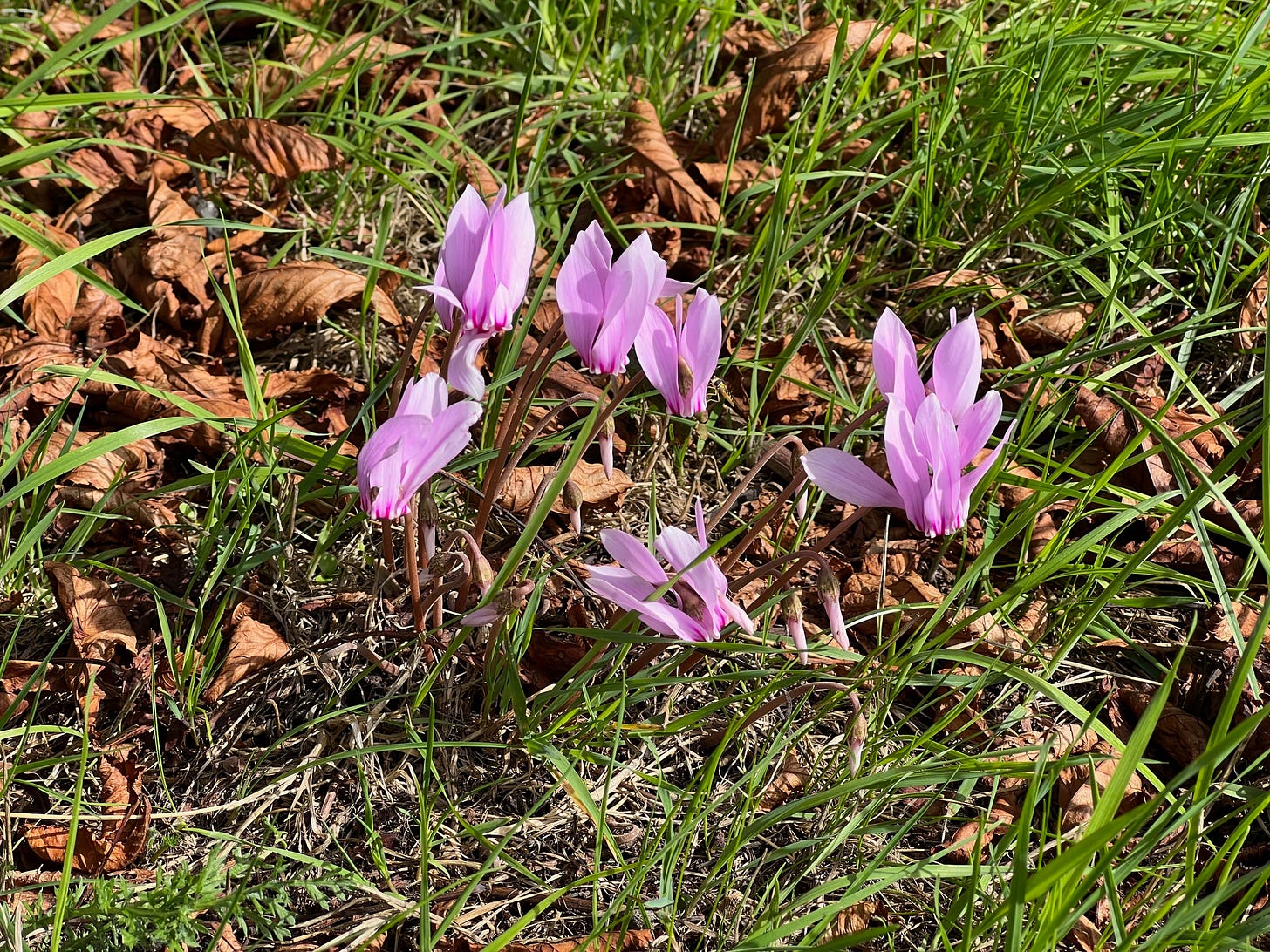 Sowbread or Cyclamen (Cyclamen hederifolium)