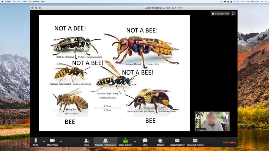 A beekeeping class on zoom