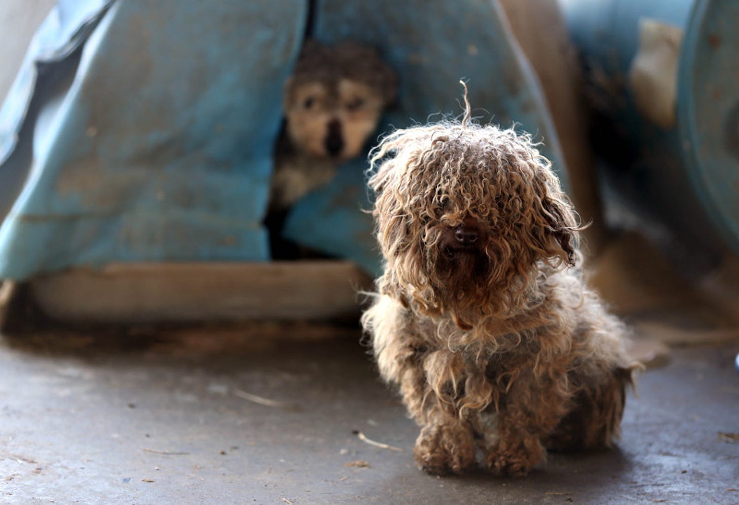 Every Dog Lover Should Read This! An Inside Look Into The Dark Walls of Puppy  Mills - One Green Planet