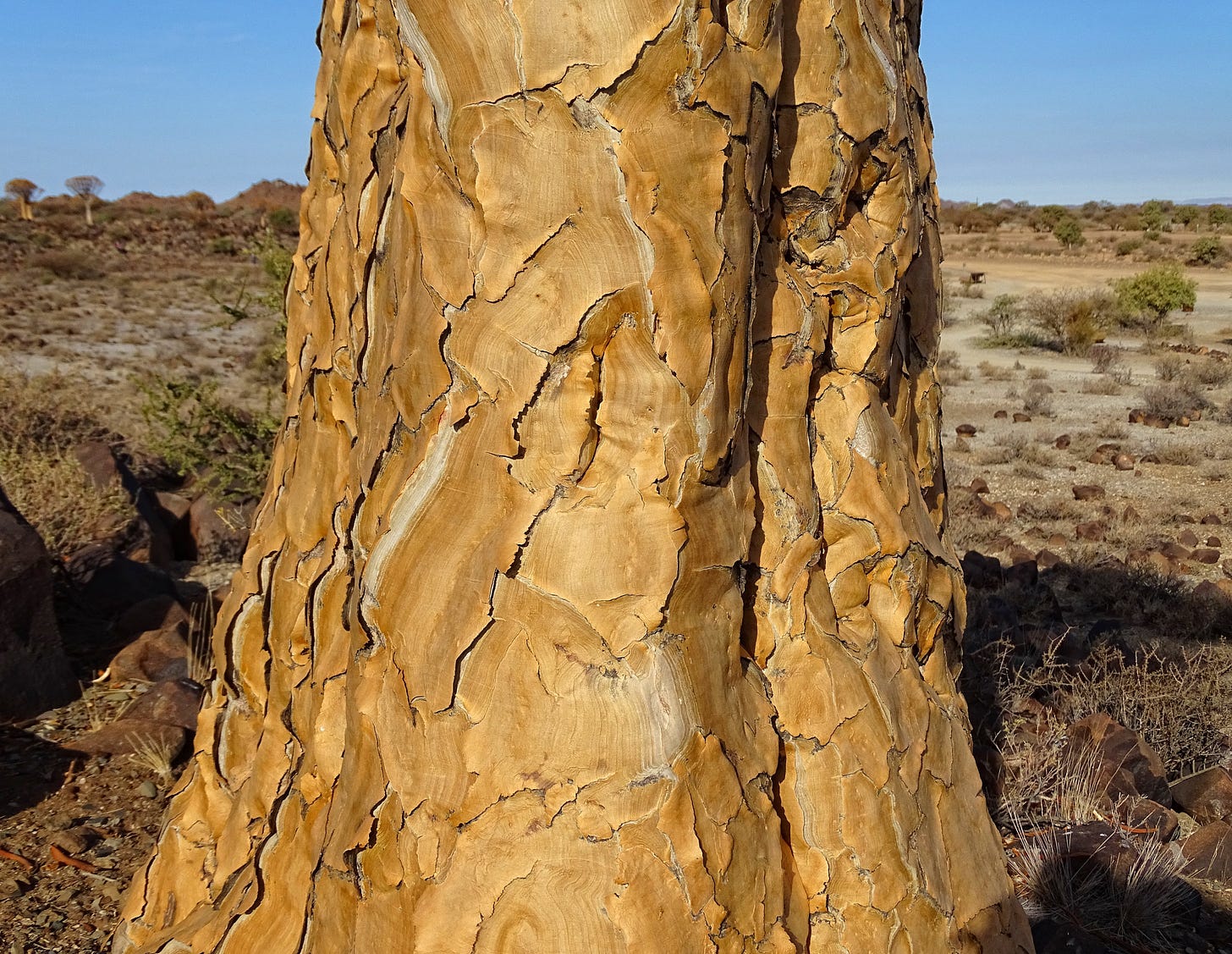 Close-up of quiver tree bark