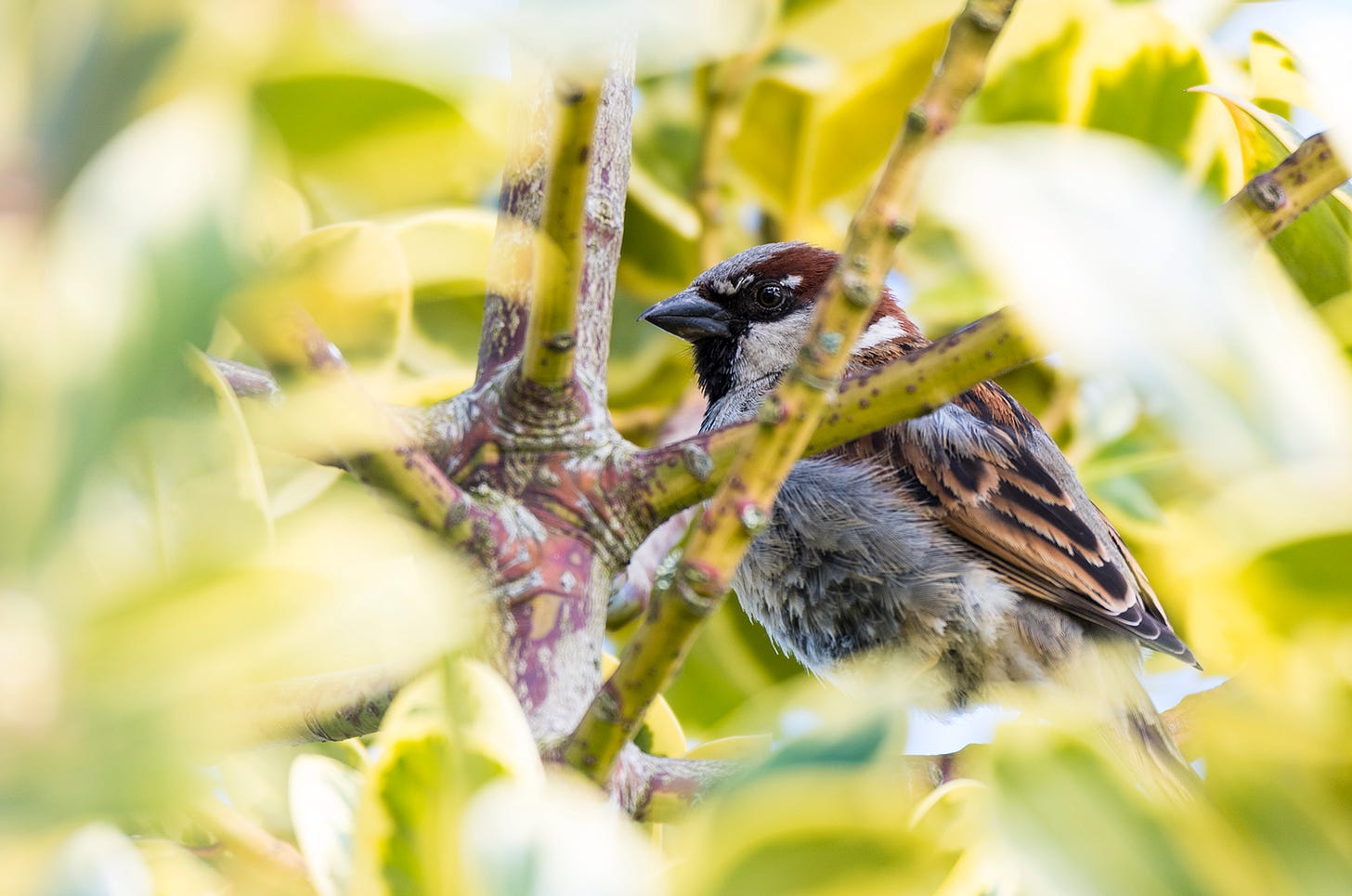 Photo of a house sparrow perched in between tree branches