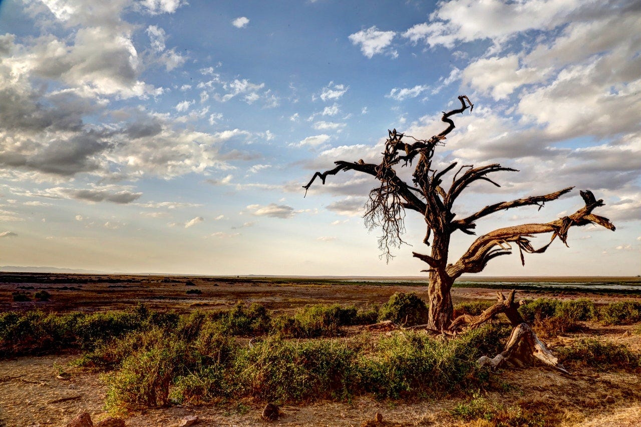 Signs That Your Tree Is Dying | Beaver Tree Service Medford