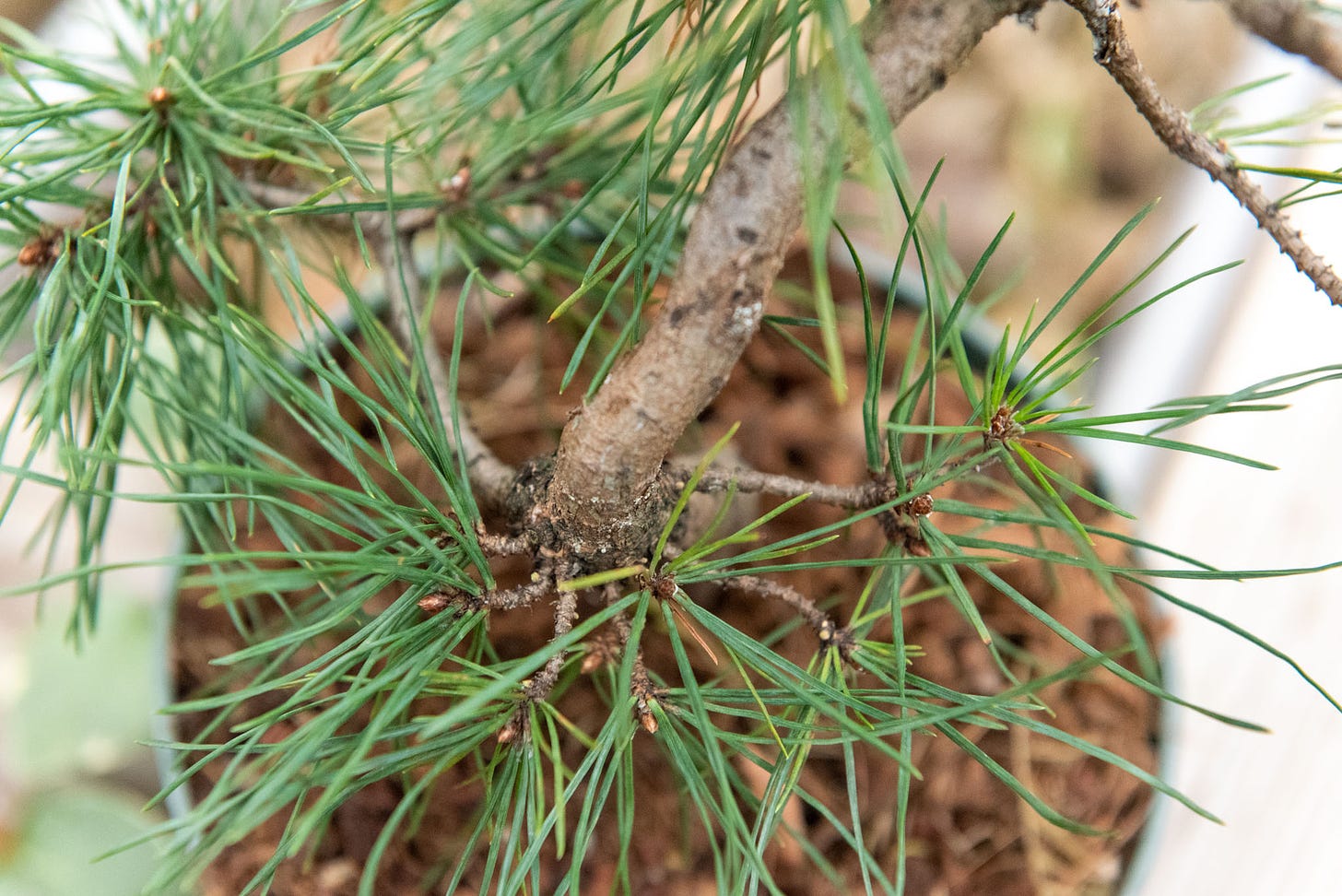 ID: Close up of whorl of branches at the base of the tree