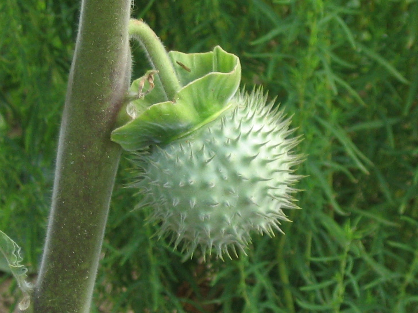 File:Datura fruit.jpg - Wikimedia Commons
