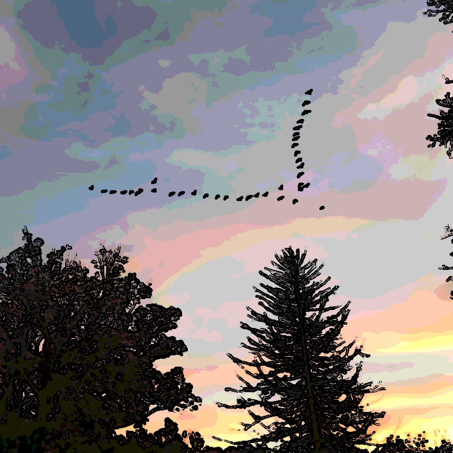 Birds flying in a V-formation against a sunset and above trees in profile. Photo is filtered to look like a cartoon.