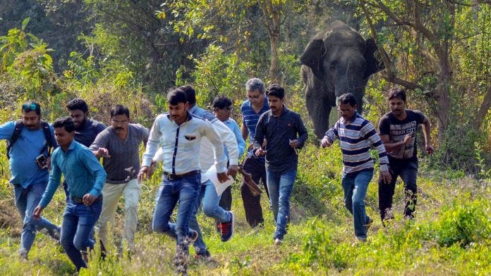 To protect India's elephants, we have to preserve wildlife corridors not  just forests