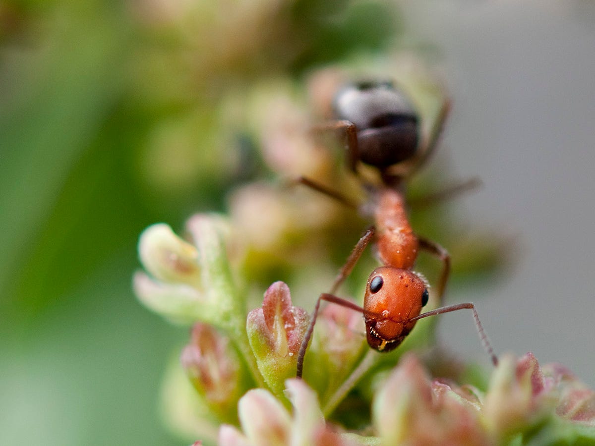 An ant on a plant