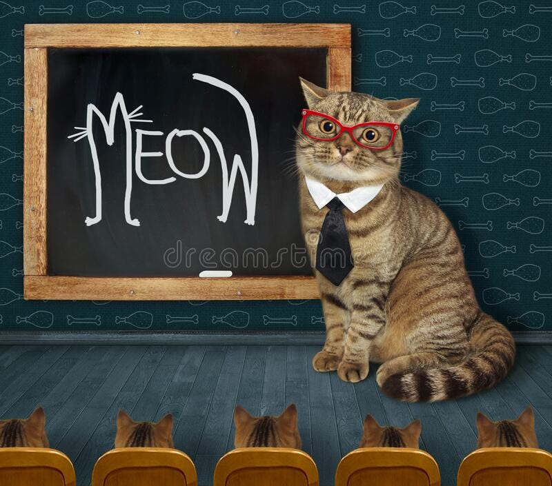 Cat teacher wrote meow. A beige cat teacher in a tie and glasses wrote meow in chalk on the chalkboard stock photo