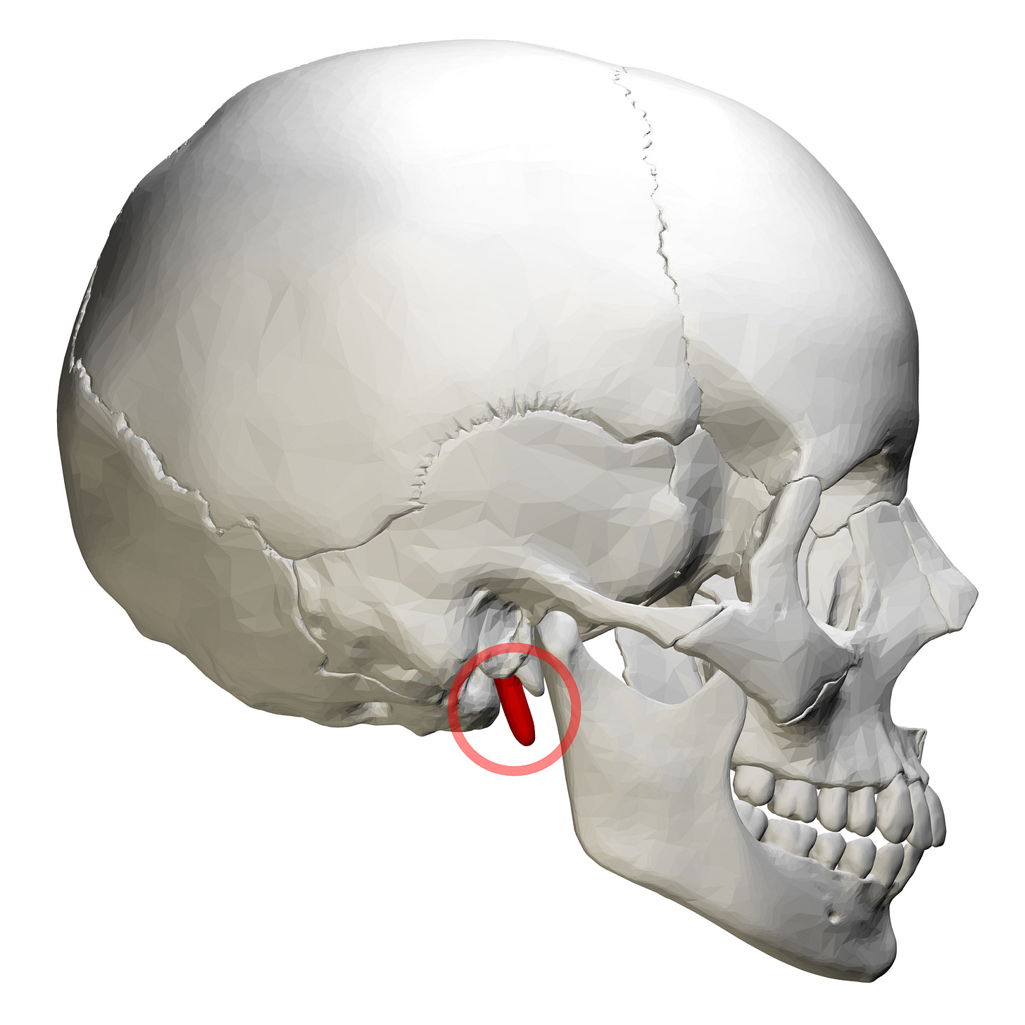 Temporal styloid process - Wikipedia