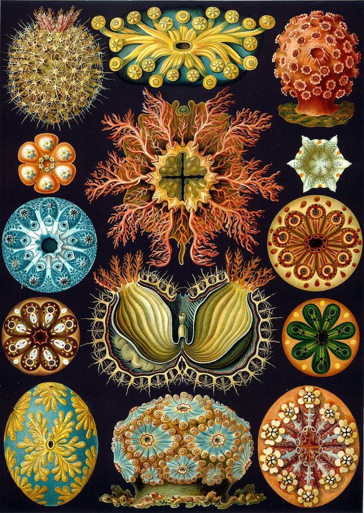 Ernst Haeckel