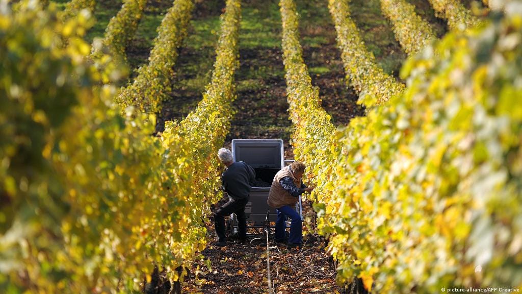 French wine-makers turn to mystic methods | Environment | All topics from  climate change to conservation | DW | 11.12.2013