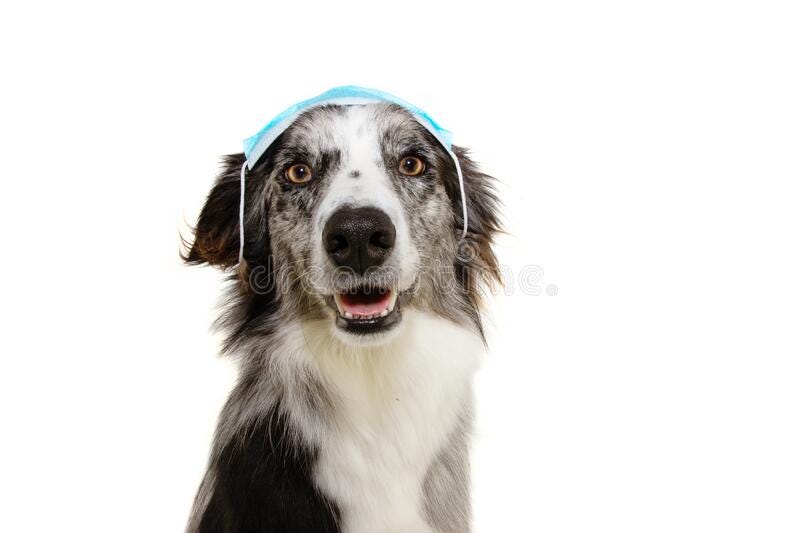 Border collie dog wearing  in worng way a face mask to protect  from infection or air pollution, Coronavirus. Border collie dog wearing in worng way a face mask royalty free stock images