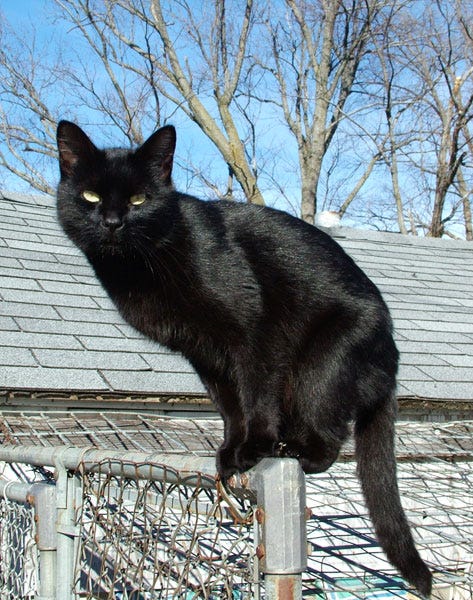 Blackcat-Lilith