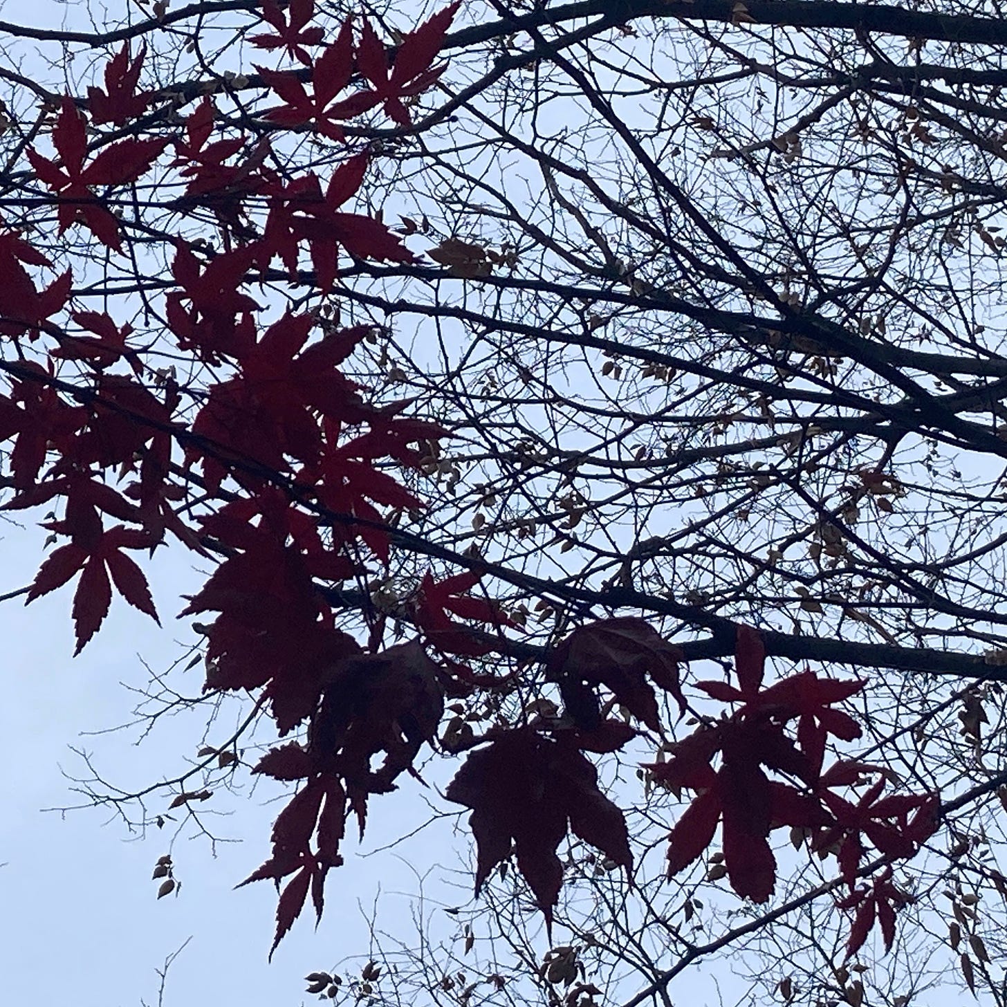 red maple leaves and bare branches silhouetted against the sky