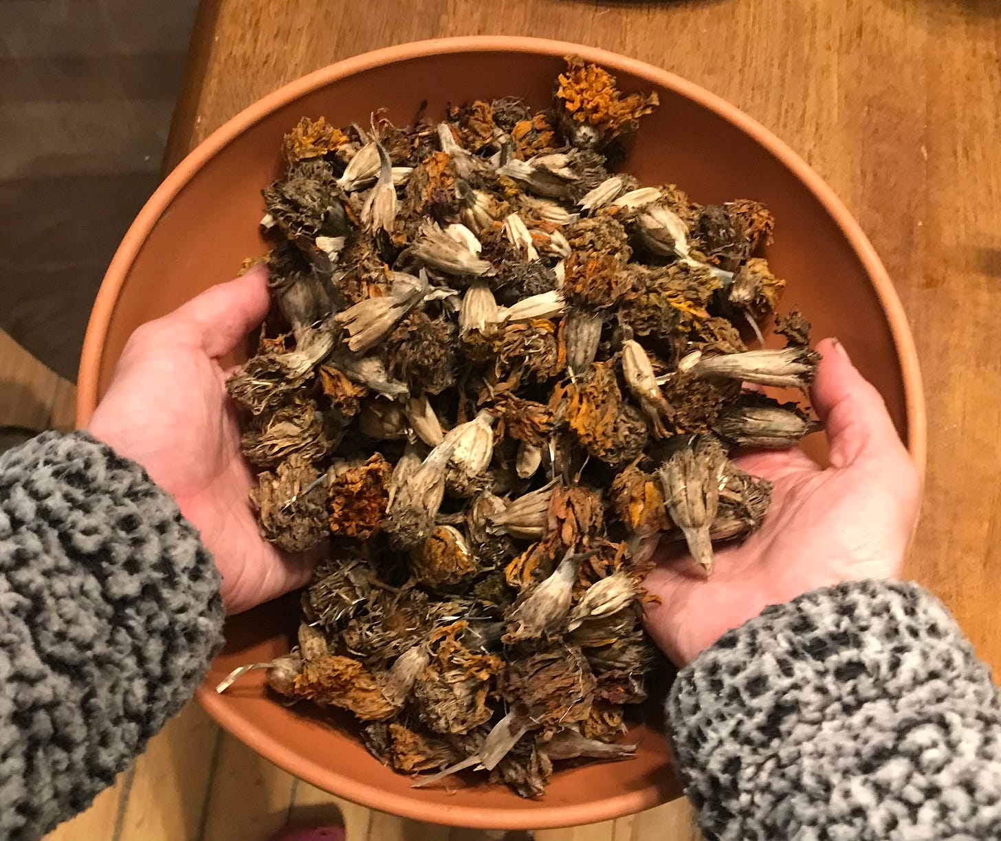 two hands in a bowl of dried marigold seed heads