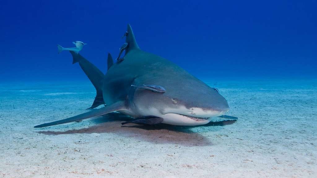 Photo | Le rémora, suceur de requin