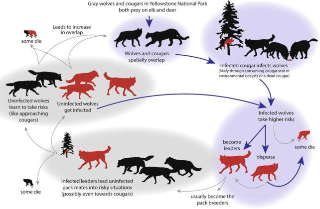 Diagram showing the hypothesized wolf-cougar- T. gondii feedback loop. (Meyer, Cassidy et al., Communications Biology , 2022)