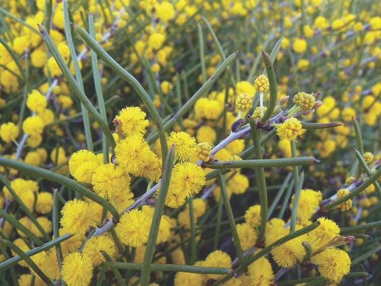 Yellow wattle