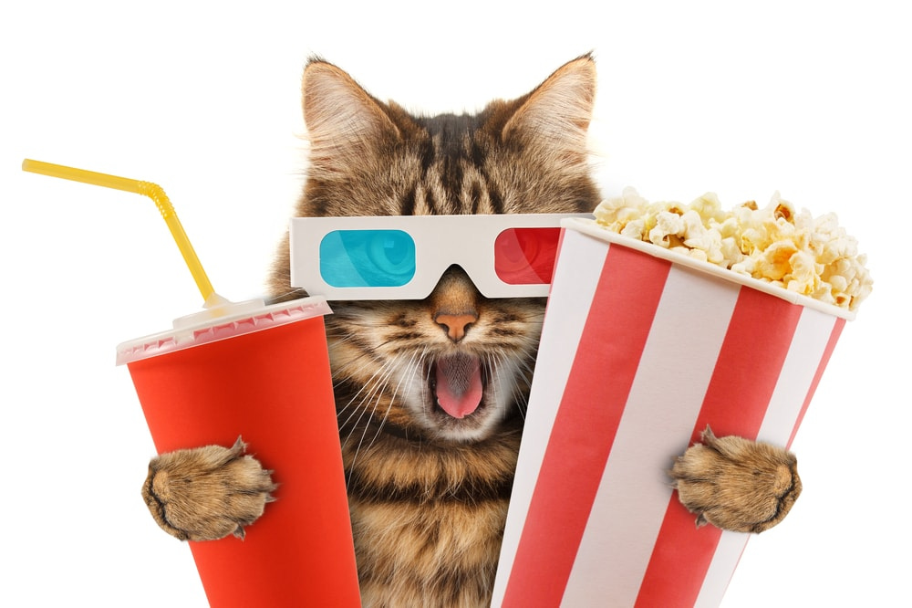 Can Cats Eat Popcorn? » Petsoid