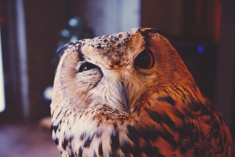 A curious owl.
