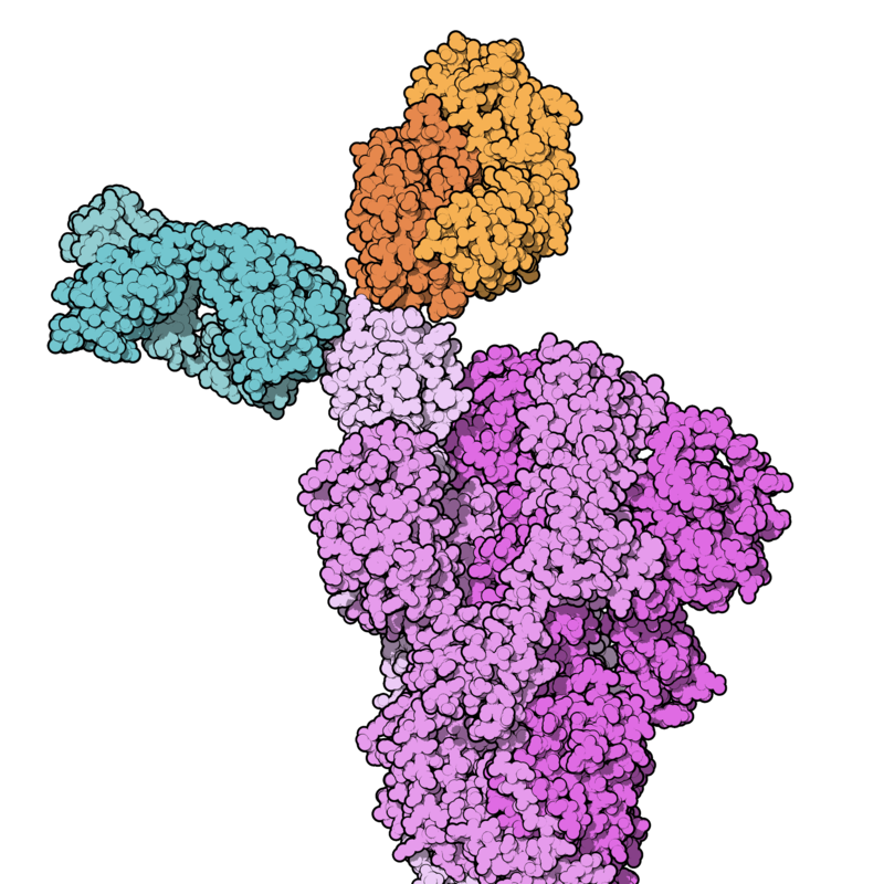REGN-COV2 binding SARS-CoV-2 spike protein.png