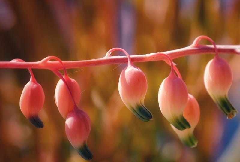 Pink flower buds with elongated green tips line a pink horizontal stalk against and orange and blue background.