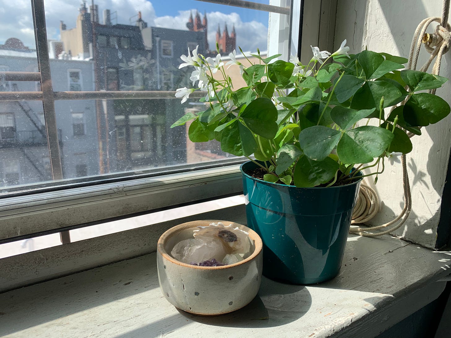an image of a windowsill, an oxalis plant in a plastic pot, small white flowers and green leaves bend towards the sun. a small bowl holds an oyster shell, a quartz crystal.