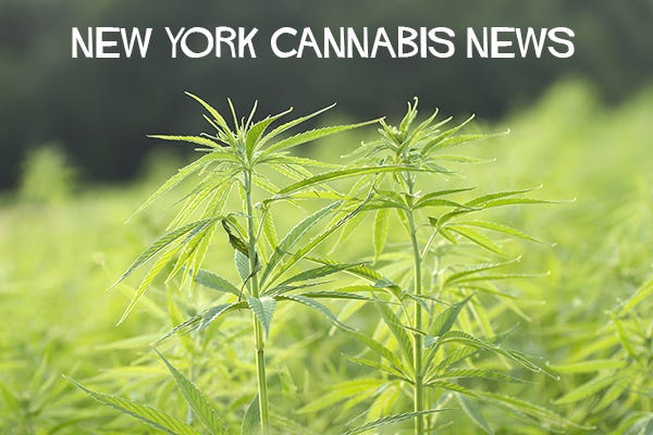 New York Cannabis News