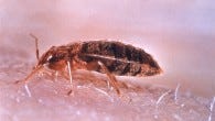 Gaire et al. demonstrate that substrates conditioned by human skin or treated with compounds from human skin can prevent bed bug arrestment. Image credit: CDC / World Health Organization.