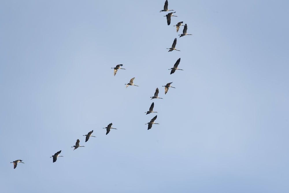 photo of gray bird midair