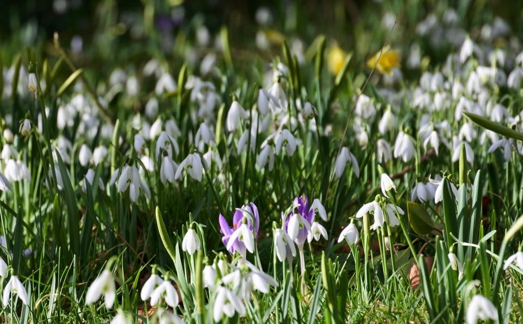 Snowdrops and crocuses 
