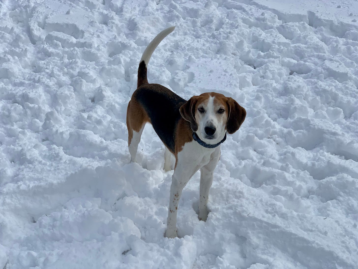A white, brown and black American Foxhound stands in a few inches of snow. 