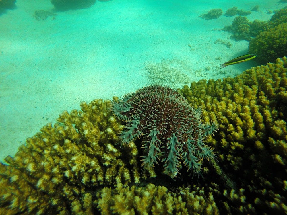 A reddish brown crown of thorns starfish with grey-blue spikes eats yellow branching coral.