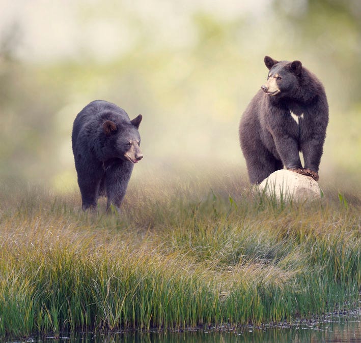 Two bears in nature sensing