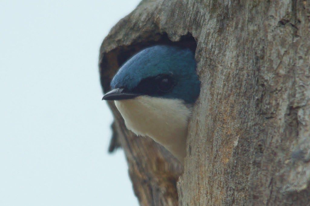 "Peek-A-Boo Tree Swallow" by chumlee10 is licensed under CC BY-SA 2.0 