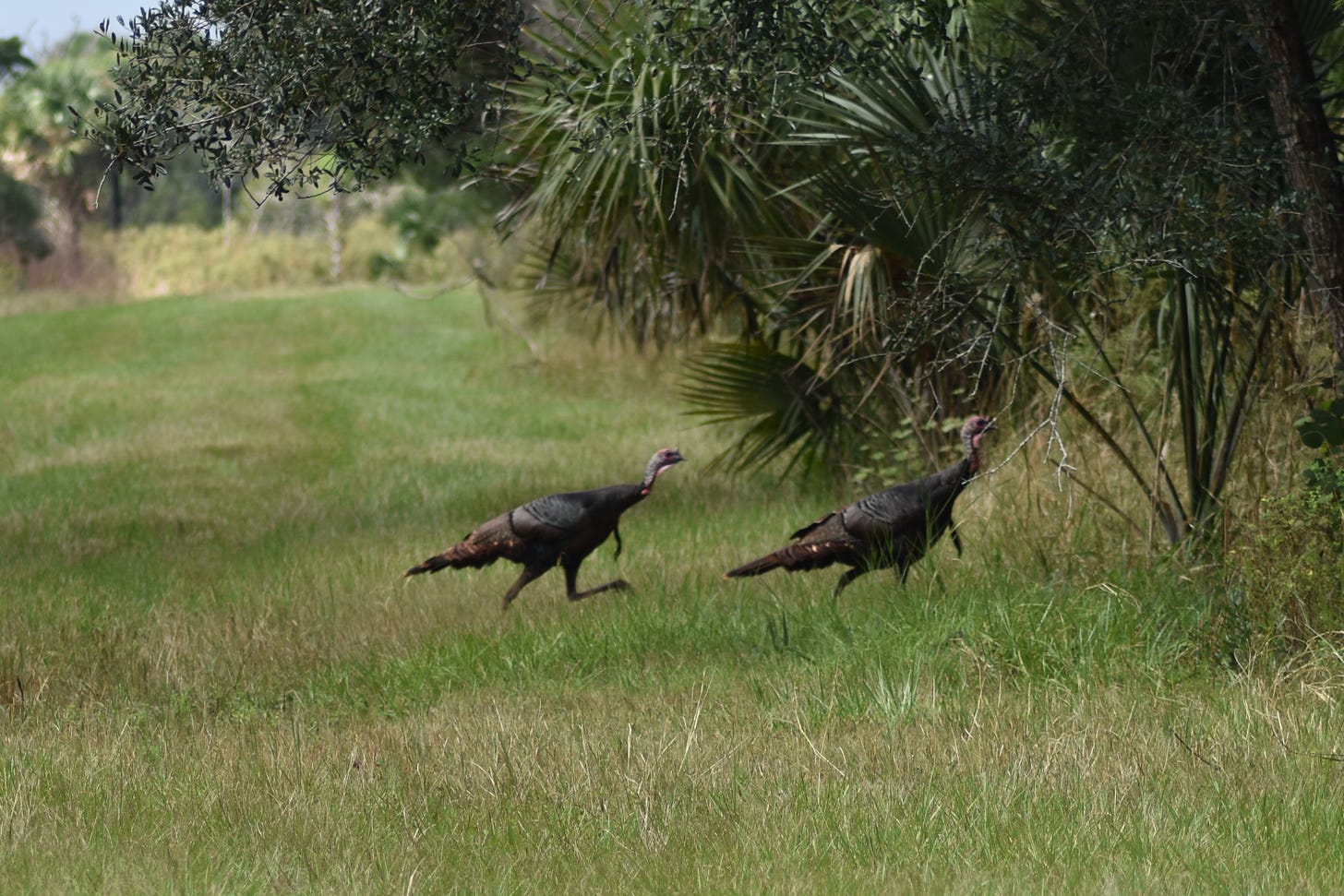 2 Turkeys at Seminole Ranch Conservation Area