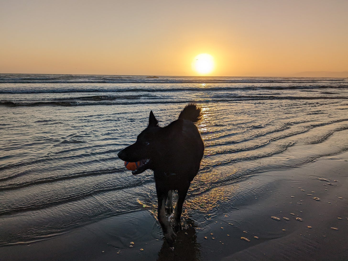 Zoey living her best life, playing with a ball on a nearby beach. Sunset in the background.