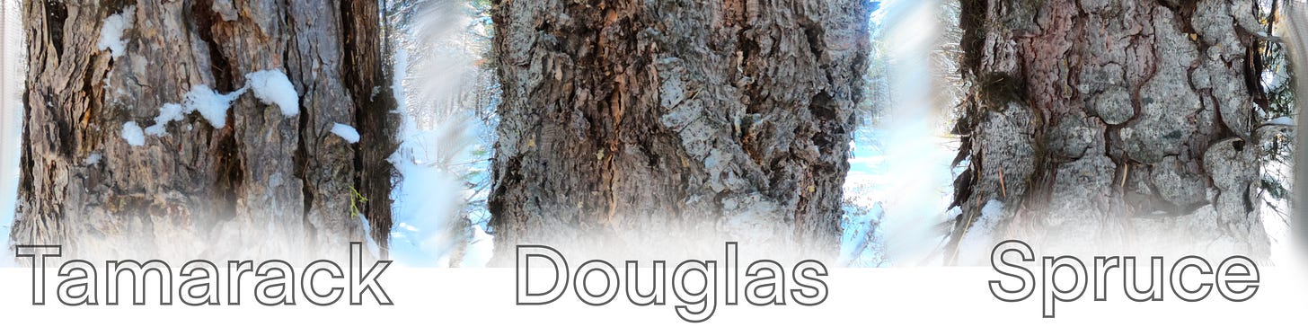 Examples of Tamarack, Douglas and Spruce bark