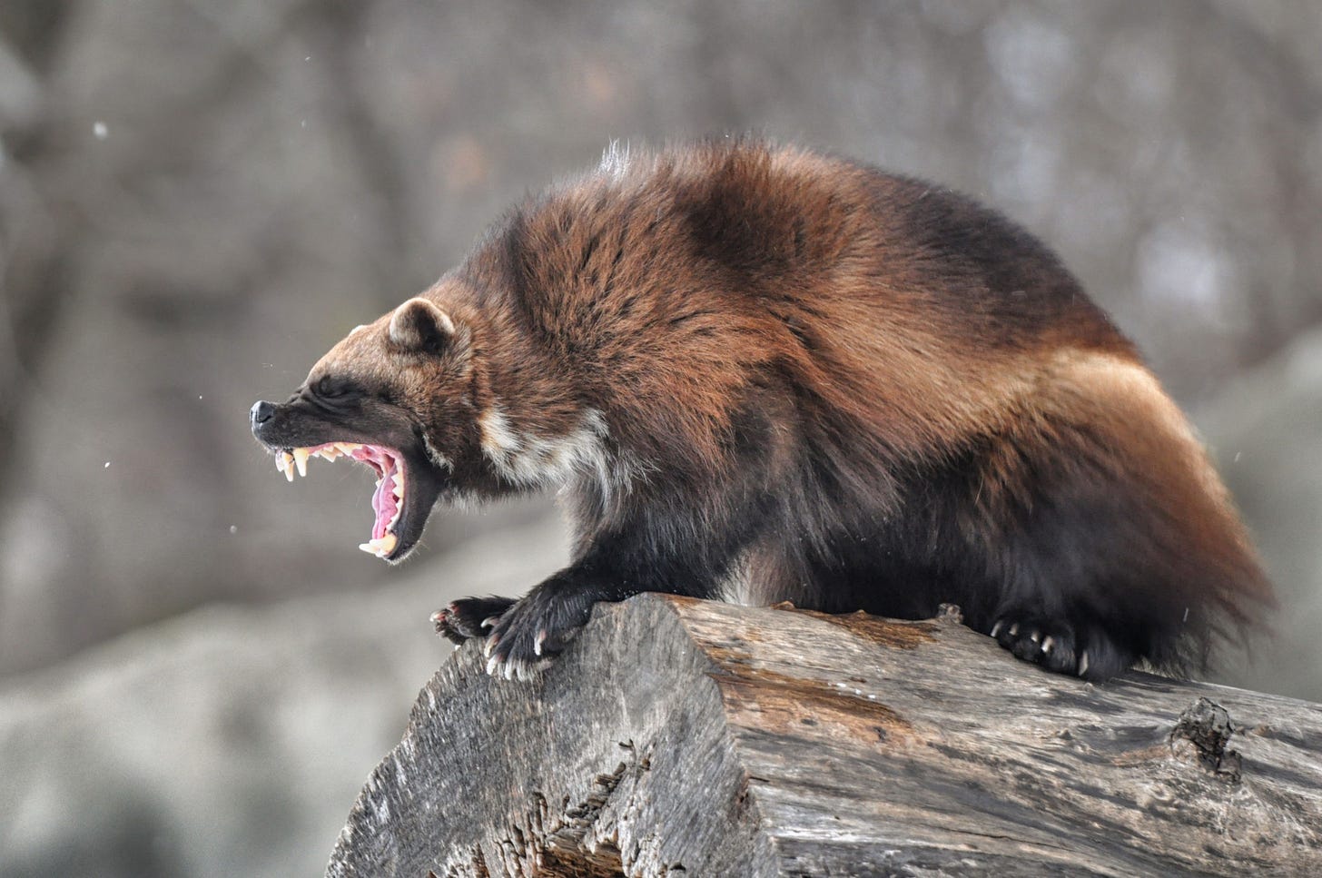 wolverine animal - Google Search | Wolverine animal, Angry animals, Animals  beautiful