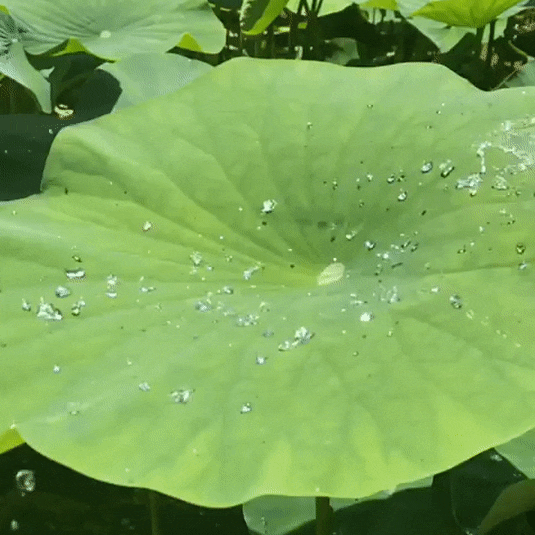 a gif of a large green leaf with water trickling over it, beads of beauty but they don't pool, they roll right off