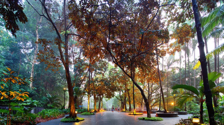 Singapore Botanic Gardens 2015(Darren-Soh)