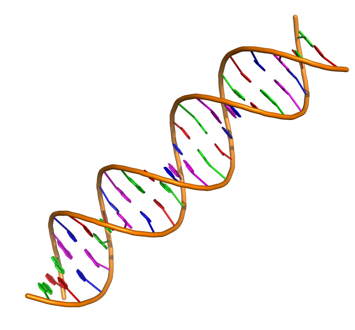 Nucleic acid double helix