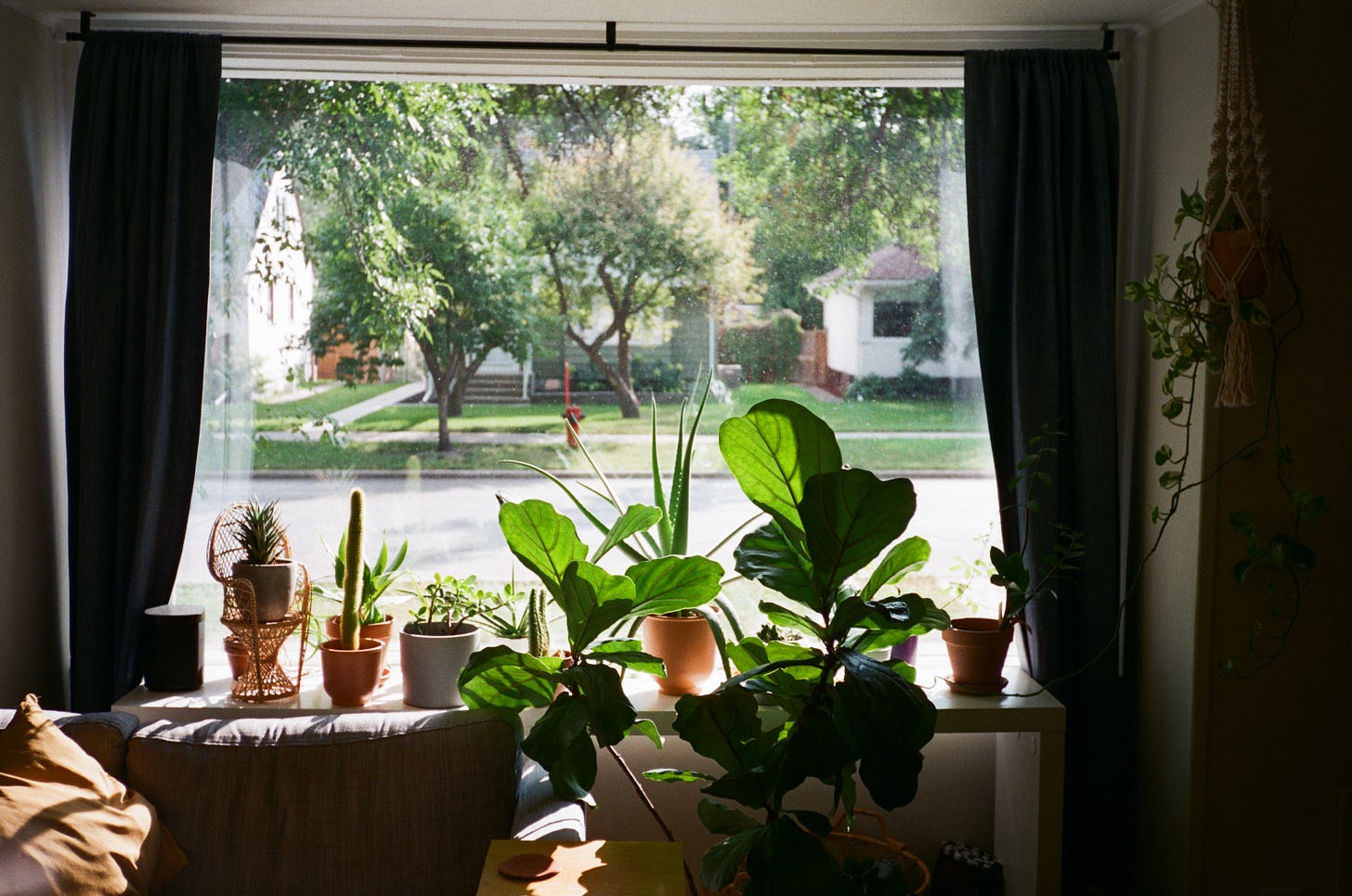 My window full of plants