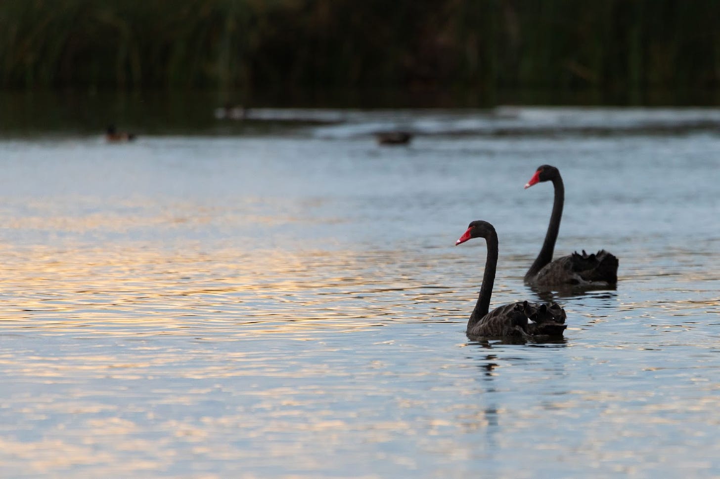 Photo of two black swans swimming side by side